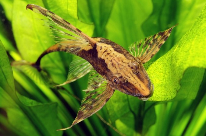 Стурисома панамская (Sturisoma panamense)
