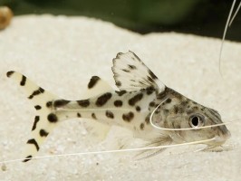 Пимелодус Пиктус, ангельский сомик (Pimelodus pictus)
