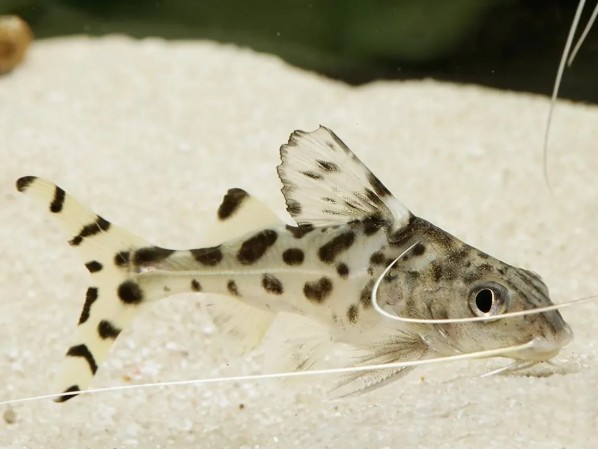 Пимелодус Пиктус, ангельский сомик (Pimelodus pictus)