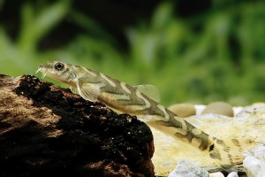 Вьюн Зодиак (Mesonoemacheilus triangularis) в Плавник Шоп