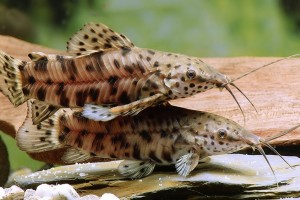 Сом торакатум (Megalechis thoracata)