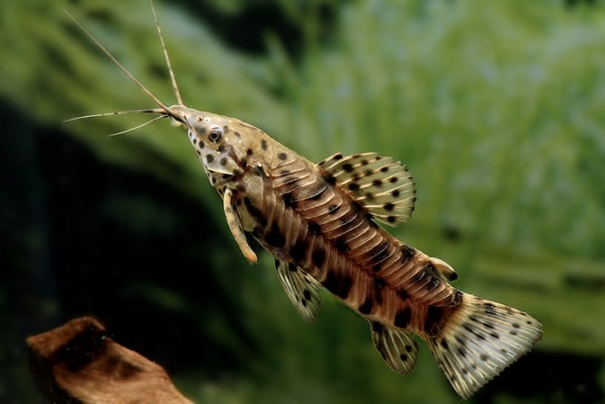 Сом торакатум (Megalechis thoracata)