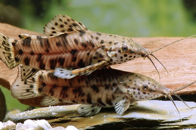 Сом торакатум (Megalechis thoracata)