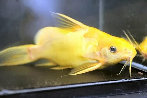 Синодонтис нигрита желтый / золотой (Synodontis nigrita "Gold" / "Yellow")