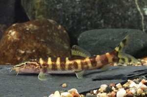 Лептобоция гуиленсис (Leptobotia guilinensis)