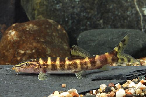 Лептобоция гуиленсис (Leptobotia guilinensis)