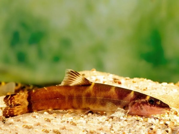 Лептобоция Чанга (Leptobotia tchangi)