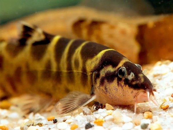 Лептобоция Чанга (Leptobotia tchangi)