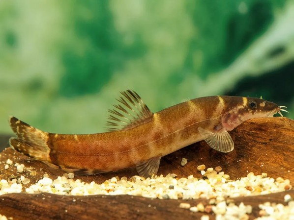 Лептобоция Чанга (Leptobotia tchangi)