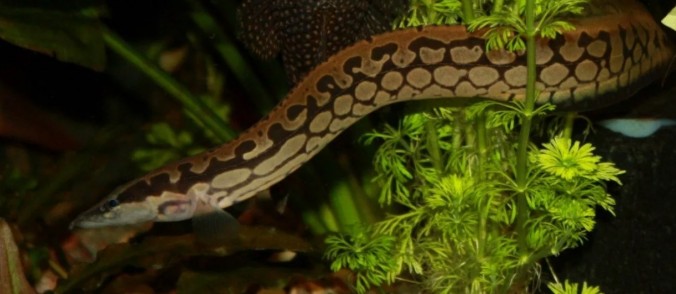 Мастацембелус панцирный, арматус (Mastacembelus armatus)
