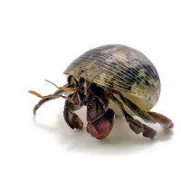 Рак-отшельник сухопутный (Coenobita sp.)