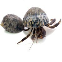 Рак-отшельник сухопутный (Coenobita sp.)