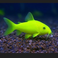 Коридорас ГЛО зеленый (Corydoras aeneus var. GloFish)