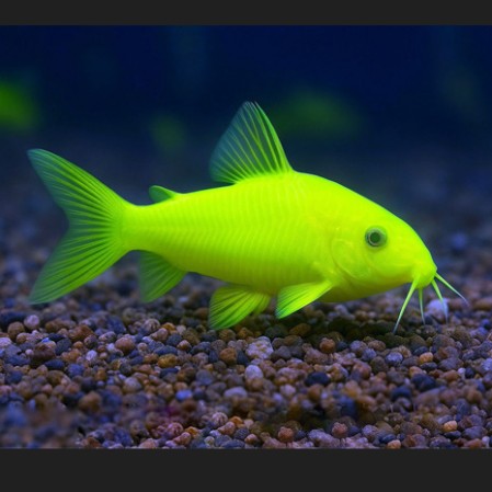 Коридорас ГЛО зеленый (Corydoras aeneus var. GloFish)
