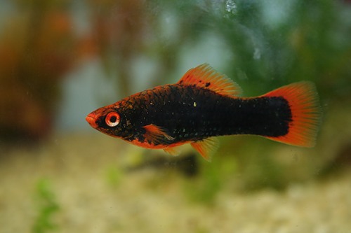 Меченосец Чёрный (Xiphophorus hellerii var. "Black")