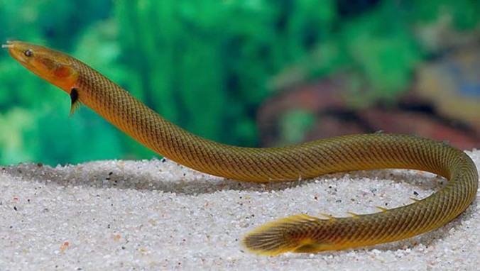 Каламоихт калабарский (Erpetoichthys calabaricus)