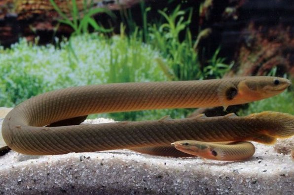 Каламоихт калабарский (Erpetoichthys calabaricus)