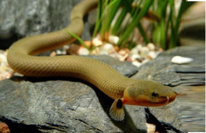 Каламоихт калабарский (Erpetoichthys calabaricus) 20-23см
