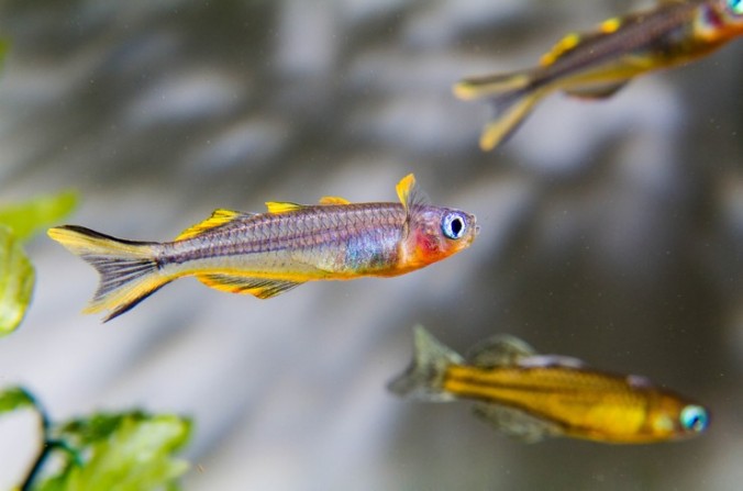 Попондетта фурката (Pseudomugil furcatus)