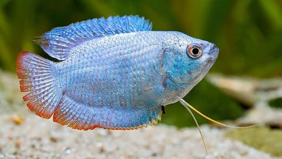 Лялиус кобальтовый (Trichogaster lalius var. «Cobalt Blue»)