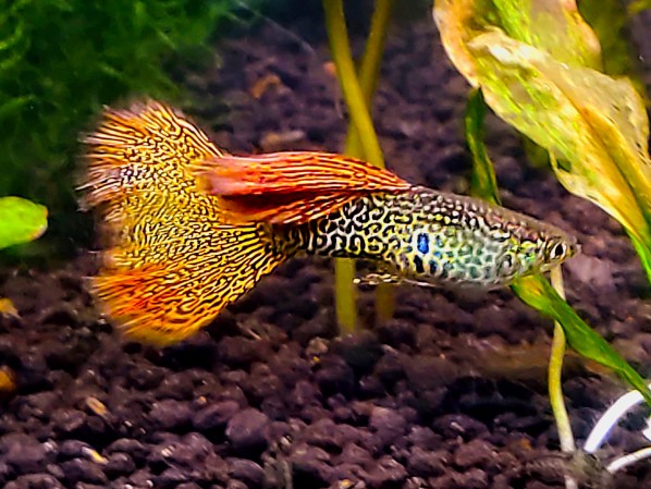 Гуппи красное кружево (Poecilia reticulata "Red Lace")