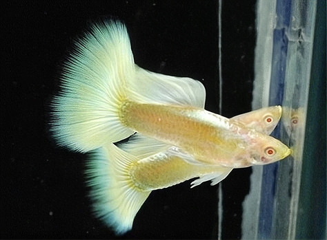 Гуппи Айвори (Poecilia reticulata "Ivory")
