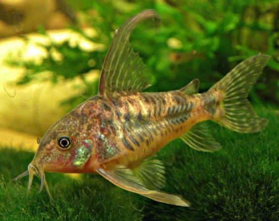 Коридорас крапчатый вуаль (Corydoras paleatus "Veil")