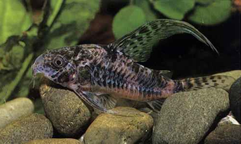 Коридорас крапчатый вуаль (Corydoras paleatus "Veil")