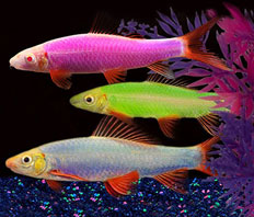 Лабео Гло (Epalzeorhynchos frenatum "GloFish")