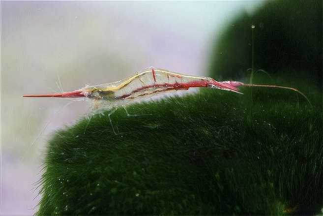 Креветка Пиноккио (Caridina gracilirostris)