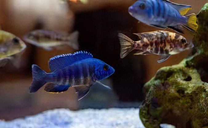 Аулонокара Ньяса голубая, Королева Ньяса (Aulonocara nyassae var. «Blue») 