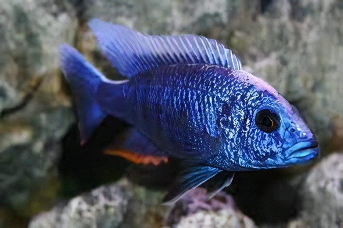 Аулонокара Ньяса голубая, Королева Ньяса (Aulonocara nyassae var. «Blue») 