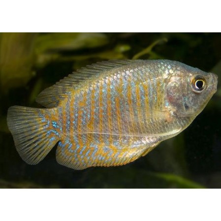 Лялиус, самка (Trichogaster lalius / Colisa lalia)