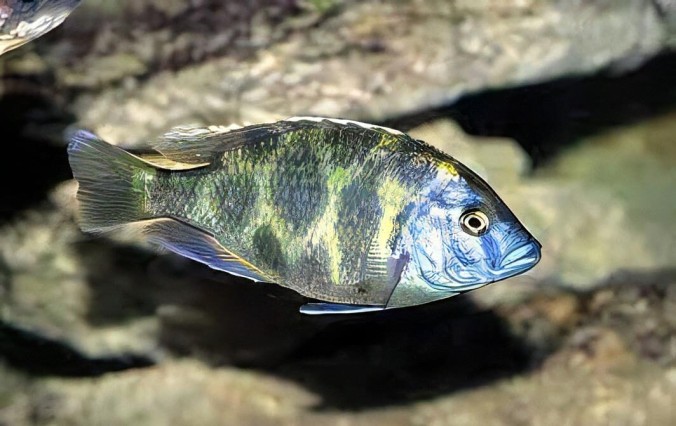Хаплохромис Венустус (Haplochromis venustus)