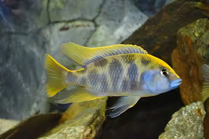 Хаплохромис Венустус (Haplochromis venustus)