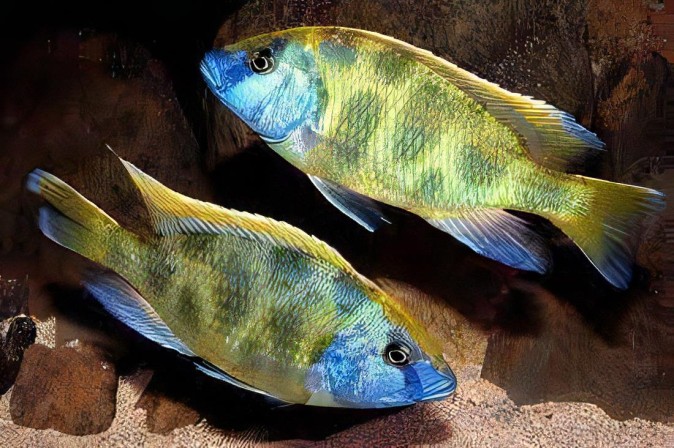 Хаплохромис Венустус (Haplochromis venustus)