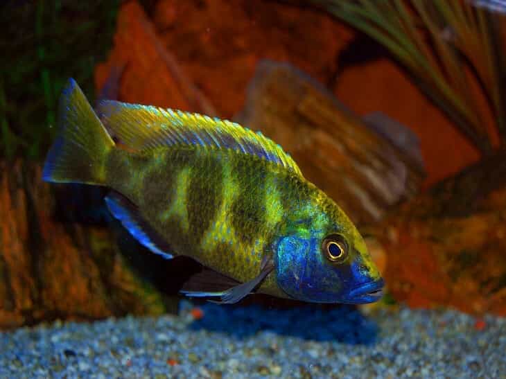 Хаплохромис Венустус