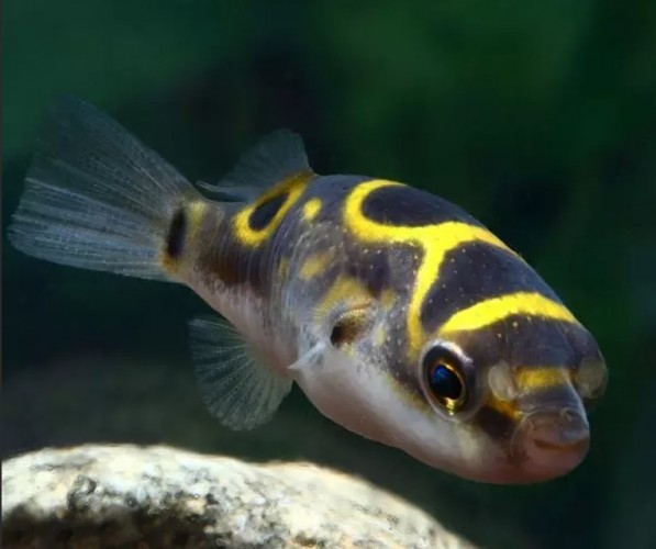 Тетрадон Восьмерка