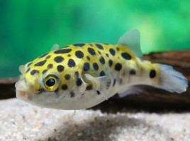 Тетрадон Зеленый