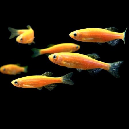 Данио Оранжевый (Danio kyathit)
