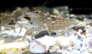 Креветка Фильтратор