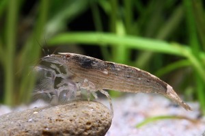 Креветка Фильтратор