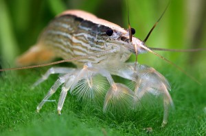 Креветка Фильтратор