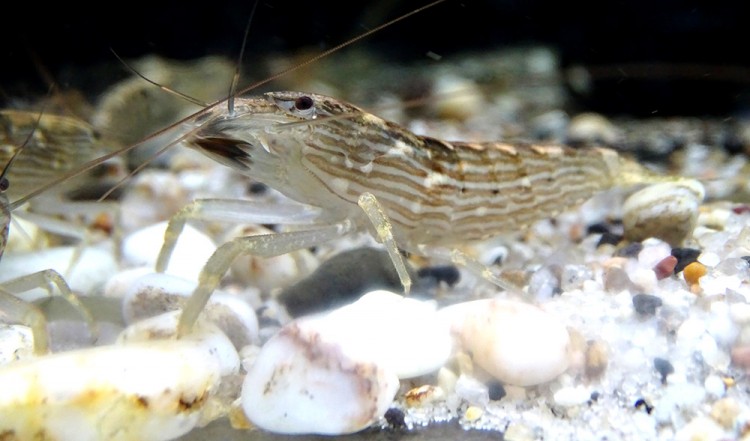 Креветка Фильтратор