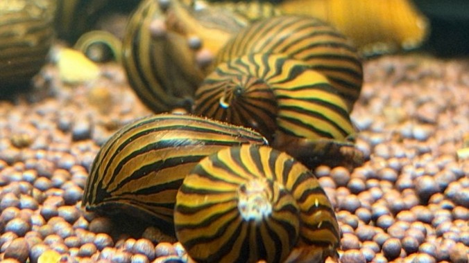 Улитка Неретиная Зебра  (Neritina natalensis, Zebra snail или Zebra Nerite Snail)