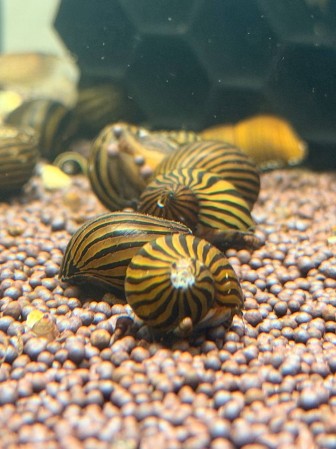 Улитка Неретиная Зебра  (Neritina natalensis, Zebra snail или Zebra Nerite Snail)