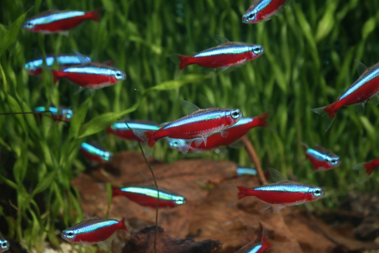 Неон Красный