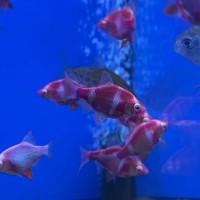 Барбус ГЛО Фиолетовый Ксанторный