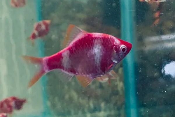 Барбус ГЛО Фиолетовый Ксанторный