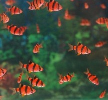 Барбус ГЛО Красный